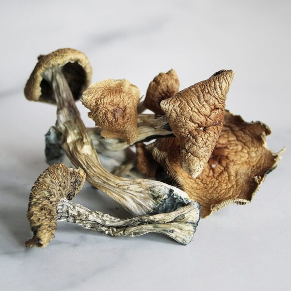 PENIS ENVY MUSHROOM SPORES